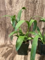 Brassidium Golden Gamine 'White Knight' (3.5” pot) - Image 5