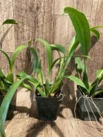 Brassidium Golden Gamine 'White Knight' (3.5” pot) - Image 6