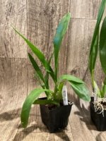 Grammatophyllum Lazarus 'Mocha' (3.5” Pot) - Image 4