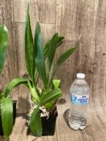 Grammatophyllum Lazarus 'Mocha' (3.5” Pot) - Image 3