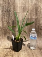 Ons. Catatante ‘Los Robles’ (3.5” pot) - Image 3