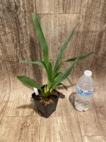 Ons. Catatante ‘Los Robles’ (3.5” pot) - Image 4