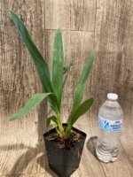 Ons. Catatante ‘Los Robles’ (3.5” pot) - Image 5