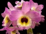 Fragrant - Dendrobium Lady Moon 'Romeo' (4” pot)