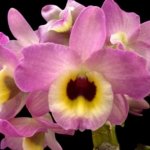 Fragrant - Dendrobium Lady Moon 'Romeo' (4” pot)