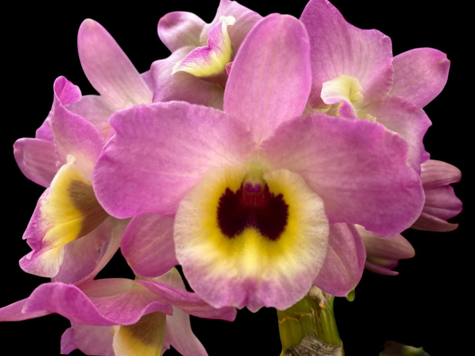 il_fullxfull.7907319663_jsnt.jpg Fragrant - Dendrobium Lady Moon 'Romeo' (4” pot) - Image 1