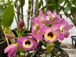 Fragrant - Dendrobium Lady Moon 'Romeo' (4” pot) - Image 4