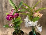 In Buds Dendrobium Nobile Miz Colors (5” pot) - Image 2