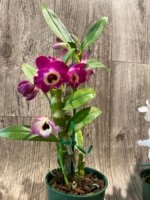 In Buds Dendrobium Nobile Miz Colors (5” pot) - Image 4