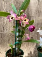 In Buds Dendrobium Nobile Miz Colors (5” pot) - Image 7