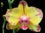 Double Spikes Phalaenopsis Papagayo (3.5" pot)