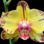 Double Spikes Phalaenopsis Papagayo (3.5" pot)