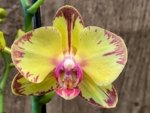 Double Spikes Phalaenopsis Papagayo (3.5" pot) - Image 4