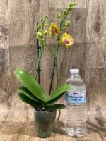 Double Spikes Phalaenopsis Papagayo (3.5" pot) - Image 6