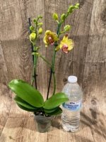 Double Spikes Phalaenopsis Papagayo (3.5" pot) - Image 7