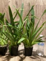 Double Spikes Miltoniopsis Breathless ‘Fireworks’ (3.5" Pot) - Image 6