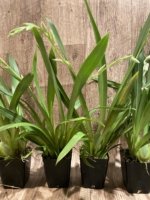 Double Spikes Miltoniopsis Breathless ‘Fireworks’ (3.5" Pot) - Image 4