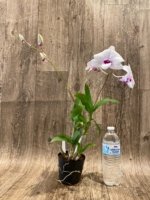 In Spikes Dendrobium Glory White (3.5” pot) - Image 6