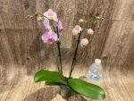 Double Spikes Phalaenopsis I-Hsin Charming Cherry (3.5” Pot) - Image 6