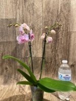 Double Spikes Phalaenopsis I-Hsin Charming Cherry (3.5” Pot) - Image 7