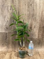 Double Spikes - Dendrobium lost tag (Possible Purple) (3.5” pot) - Image 5