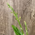 Double Spikes - Dendrobium lost tag (Possible Purple) (3.5” pot)