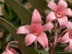 Maxillaria scalariformis x sib Blooming Size (2” pot) - Image 2