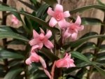 Maxillaria scalariformis x sib Blooming Size (2” pot) - Image 3