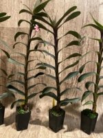 Maxillaria scalariformis x sib Blooming Size (2” pot) - Image 6