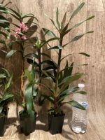 Maxillaria scalariformis x sib Multi Growths  Blooming Size (2” pot) - Image 9