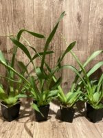 IN SPIKE - Miltoniopsis Arthur Cobbledick 'Springtime' (3.5" Pot) - Image 4