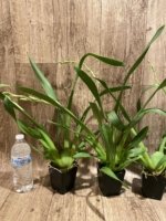 IN SPIKE - Miltoniopsis Arthur Cobbledick 'Springtime' (3.5" Pot) - Image 5