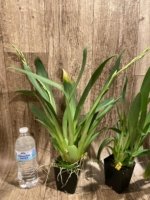 Double Spikes Miltoniopsis Lennart Karl Gottling 'Red Rim' (Timberline x Pearl Ono) (3.5" pot) - Image 4