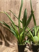 Double Spikes Miltoniopsis Lila Fearneyhough 'Ethel’ (3.5” Pot) - Image 5