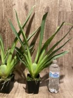 Double Spikes Miltoniopsis Lila Fearneyhough 'Ethel’ (3.5” Pot) - Image 6