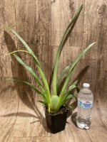 In Spike Miltoniopsis Lila Fearneyhough 'Ethel’ (3.5” Pot) - Image 4