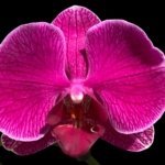 Double Spikes Phalaenopsis I-Hsin Berry Macaron (3.5” Pot)