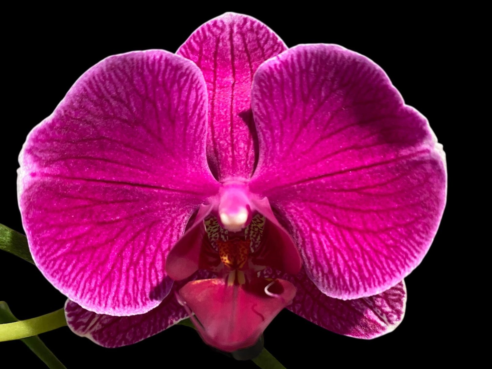 il_fullxfull.7920021449_kh22.jpg Double Spikes Phalaenopsis I-Hsin Berry Macaron (3.5” Pot) - Image 1