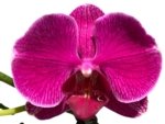 Double Spikes Phalaenopsis I-Hsin Berry Macaron (3.5” Pot) - Image 2
