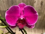 Double Spikes Phalaenopsis I-Hsin Berry Macaron (3.5” Pot) - Image 3