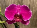 Double Spikes Phalaenopsis I-Hsin Berry Macaron (3.5” Pot) - Image 5