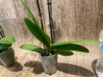 Double Spikes Phalaenopsis I-Hsin Berry Macaron (3.5” Pot) - Image 11