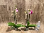 Double Spikes Phalaenopsis I-Hsin Berry Macaron (3.5” Pot) - Image 7