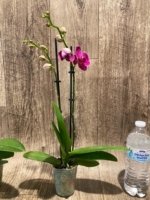 Double Spikes Phalaenopsis I-Hsin Berry Macaron (3.5” Pot) - Image 9