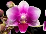 Triple Spikes Phalaenopsis Lioulin Grape (3.5” Pot)