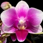 Triple Spikes Phalaenopsis Lioulin Grape (3.5” Pot)