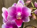 Triple Spikes Phalaenopsis Lioulin Grape (3.5” Pot) - Image 3