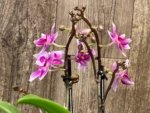 Triple Spikes Phalaenopsis Lioulin Grape (3.5” Pot) - Image 8