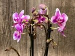 Triple Spikes Phalaenopsis Lioulin Grape (3.5” Pot) - Image 9