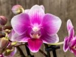 Triple Spikes Phalaenopsis Lioulin Grape (3.5” Pot) - Image 6